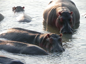 Zderzenie łodzi z hipopotamem, dziecko zginęło, 23 osoby zaginione
