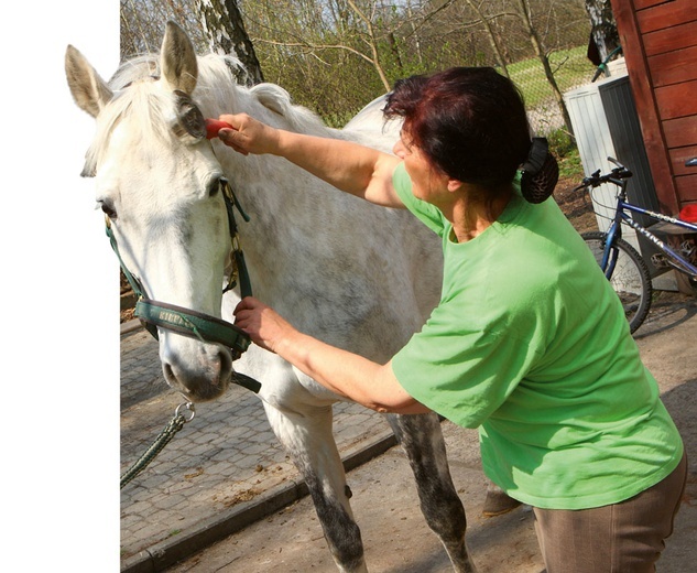 Stadnina koni w Bolęcinie