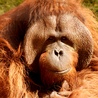 Orangutany i iPady