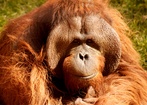 Orangutany dostaną iPady