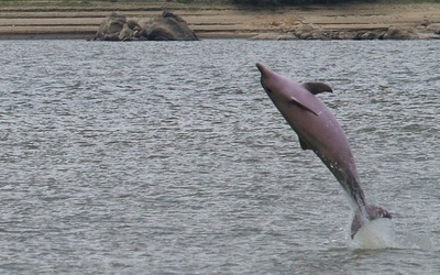 Dzieci to nie osoby, a delfiny – tak?!