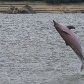 Dzieci to nie osoby, a delfiny – tak?!