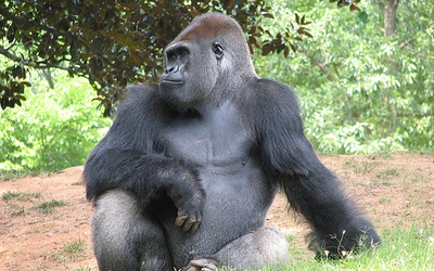 Genom goryla rozszyfrowany