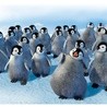 Czy pingwiny spiewają?