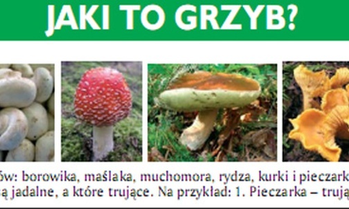 Mózgołamacze