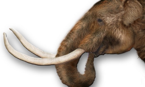 Gowin: Jestem prawicowym mastodontem
