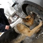Psy policyjne i ich przewodnik z Komisariatu we Wronkach