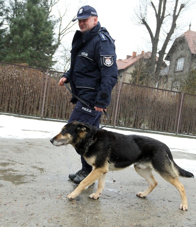 Psy policyjne i ich przewodnik z Komisariatu we Wronkach