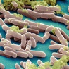Kosmiczne bakterie