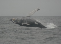Japonia: Zakończyły się połowy wielorybów