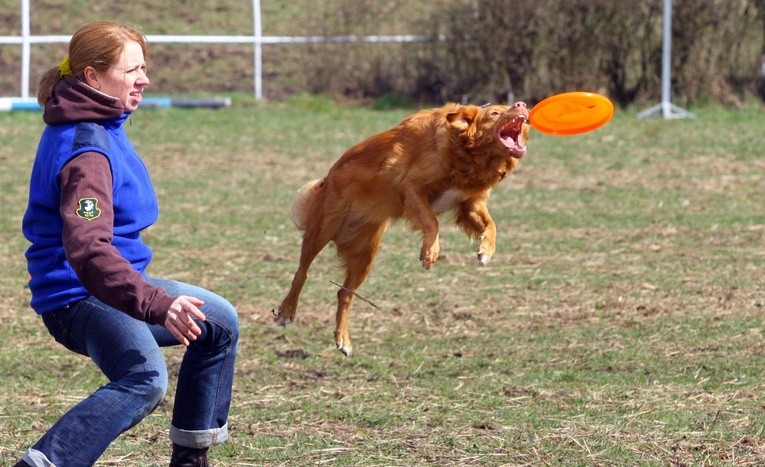 Psie frisbee w Opolu