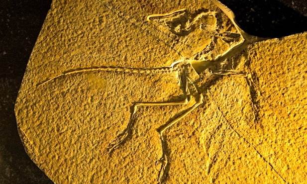 Archaeopteryx