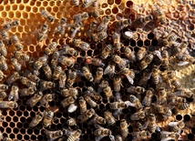 Roztocza zabijają pszczoły