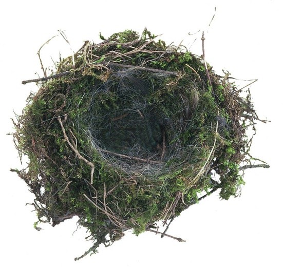 Gniazdo z połamanych gałęzi