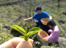 Czas na zieloną herbatę