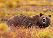 Niedźwiedzie zabiły dwie kobiety