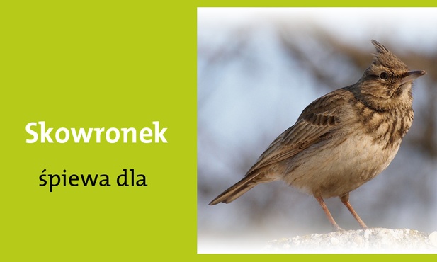 Świętej Maryi