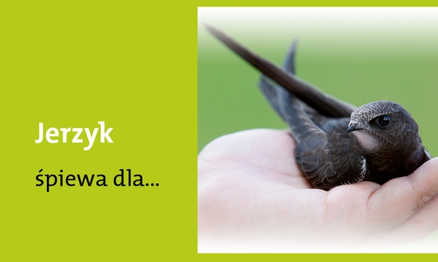 Panny czcigodnej