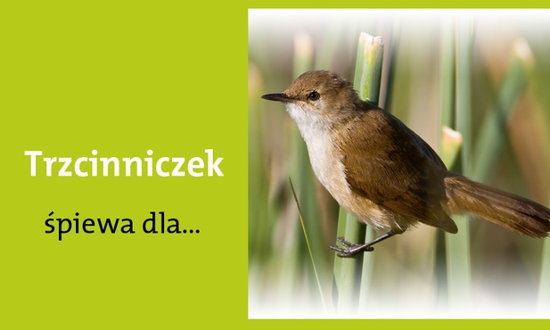 Królowej Wszystkich Świętych