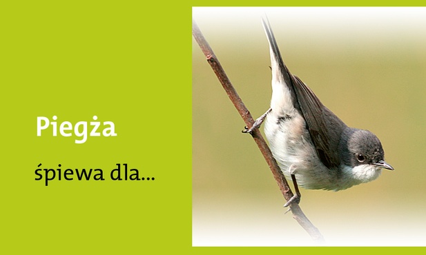 Wspomożenia wiernych