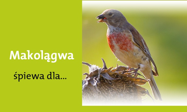 Królowej Różańca świętego