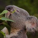 Misie koala omal nie zostały wytrzebione w Australii przez myśliwych