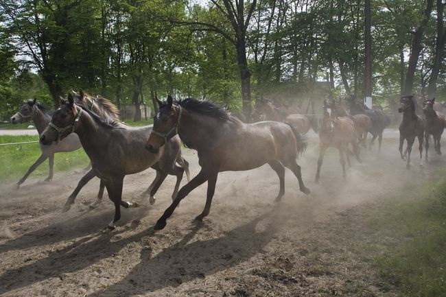 Stadnina w Janowie Podlaskim