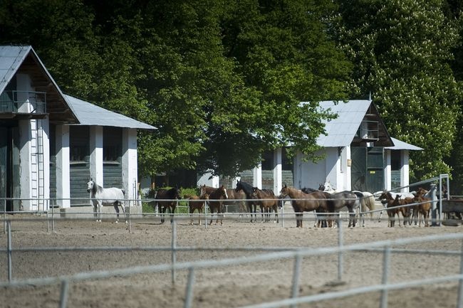 Stadnina w Janowie Podlaskim