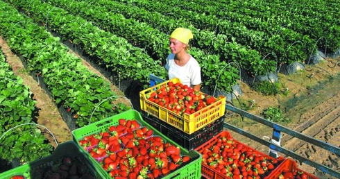 Plantatorzy: wpuśćmy Ukraińców
