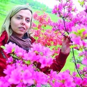 Dumą Śląskiego Ogrodu Botanicznego są różnobarwne azalie.  – W pełnym słońcu te kolory są oszałamiające – zdradza Katarzyna Galej  