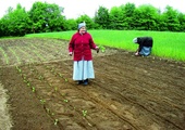 Siostry Elwira (pierwszy plan) i Gizela zajęte sadzeniem kapusty 
