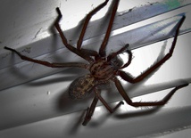 Jadowite pająki terroryzują Indie