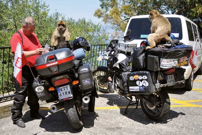 Małpy na Gibraltarze to niesamowite cwaniaki. Widziały, gdzie podróżnicy mają schowane jedzenie, wskoczyły na motocykle i zaczęły dobierać się to toreb. Zdarza się, że ze złości kradną nierozważnym turystom kluczyki, aparaty fotograficzne czy telefony. Podhalańczykom ukradły tylko mocno miętowe menthosy, ale chyba im za bardzo nie smakowały...