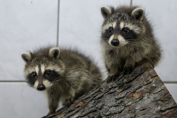 Szopy przacze we wrocławskim zoo