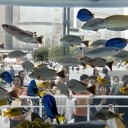 Ryby w akwarium w centrum Tokio