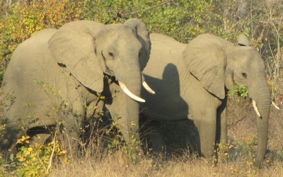 Królewska cena polowania na słonie