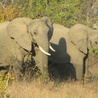 Królewska cena polowania na słonie