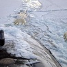 Naturalne środowisko Arktyki zagrożone