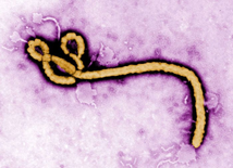Wirus Ebola zaatakował w Ugandzie