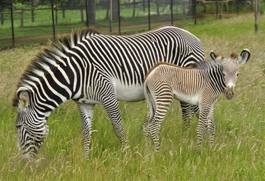 Zebra w brązowe paski