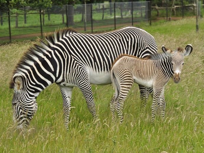 Zebra w brązowe paski