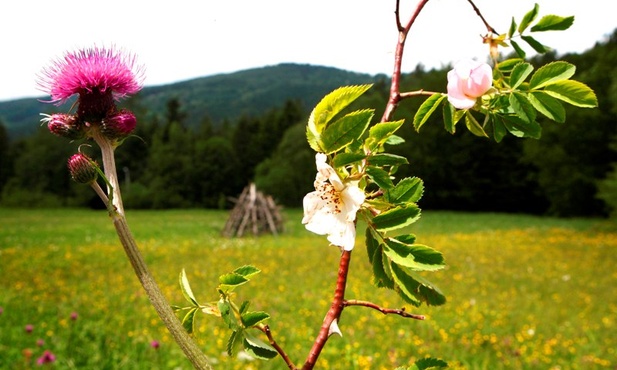 Beskidy