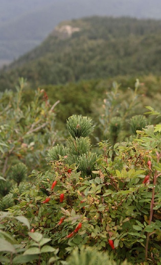 Babia Góra