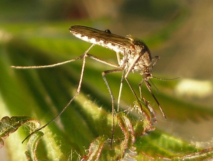 Zabójcze komary atakują!