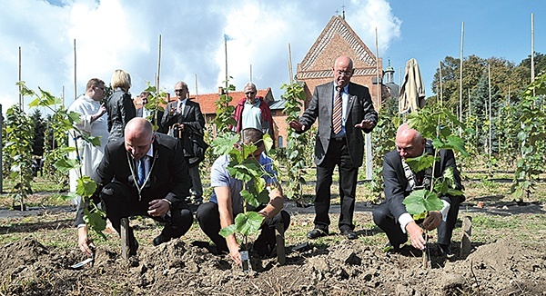 W dominikańskim ogrodzie zasadzono winorośle przywiezione z Emmendingen