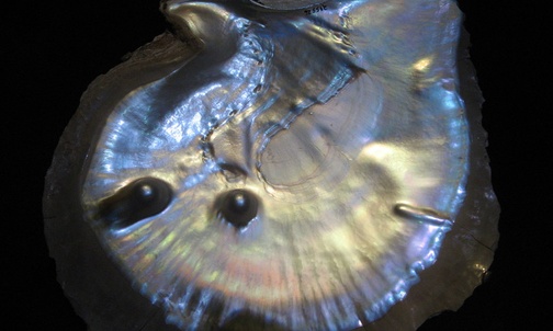 O perłach, czyli co może urodzić się z mięczaka