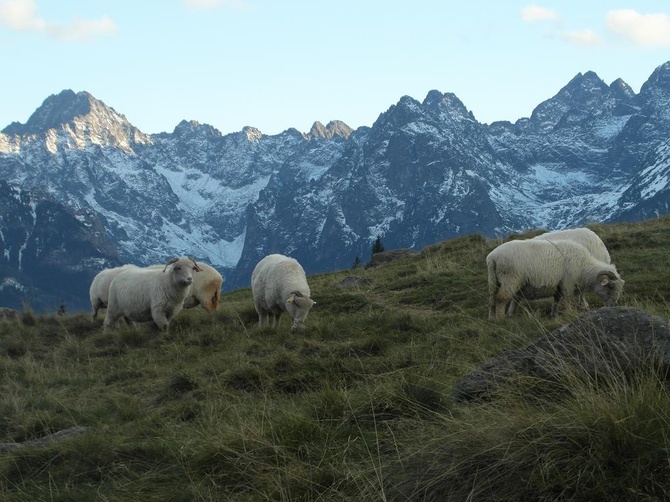 Tatry: Owce na Rusinowej Polanie