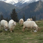 Tatry: Owce na Rusinowej Polanie