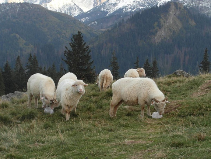 Tatry: Owce na Rusinowej Polanie