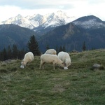 Tatry: Owce na Rusinowej Polanie